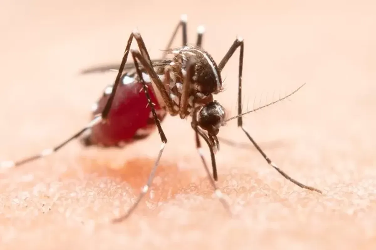 Kasus DBD di Sumsel Tembus 3.634, Dinkes Minta Warga Waspada Jelang Musim Hujan - Akurat Sumsel