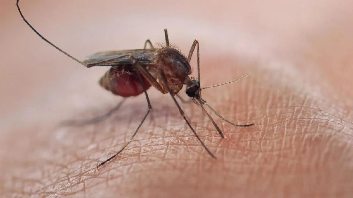 Rumah Jadi Sarang Nyamuk? Bisa Jadi Karena Salah Desain di Awal