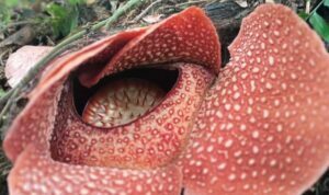 Bunga Rafflesia Arnoldi atau Amorphophallus titanum Becc atau bunga bangkai tidak hanya tumbuh di Propinsi Bengkulu.