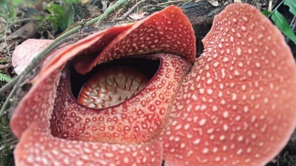 Bunga Rafflesia Arnoldi atau Amorphophallus titanum Becc atau bunga bangkai tidak hanya tumbuh di Propinsi Bengkulu.