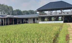 Produksi panen padi  di Kabupaten Musi Rawas terancam berkurang disebabkan maraknya alih fungsi lahan pertanian.