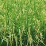 Untuk mendapatkan hasil panen padi yang berlimpah, ditentukan banyak faktor salah satunya pemupukan tanaman padi yang tepat.