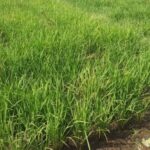 Hasil panen padi yang berlimpah tidak hanya ditentukan dari pasokan air, tapi cara menanam padi yang baik juga sangat menentukan.