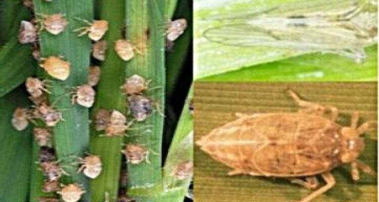 Hama dan penyakit selalu menyerang tanaman padi saat memasuki musim tanam. Salah satu cara pencegahannya mengenali sejak awal