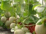 Menjadi petani melon yang sukses tidak harus memiliki kebun yang luas, cukup dengan memanfaatkan pekarangan rumah.