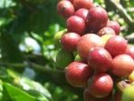 Tidak semua orang tahu cara budidaya tanaman kopi agar menghasilkan panen yang berlimpah. Padahal caranya cukup gampang.