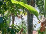 Dikira Setan ternyata jasad manusia tergantung di Pohon Rambutan, warga Desa Kali Bening Kecamatan Tugunulyo Kabupaten Musi Rawas (Mura).