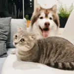 Kloning Hewan Peliharaan: Kesenangan Selebriti, Risiko Nyata bagi Hewan