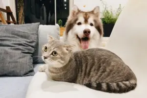 Kloning Hewan Peliharaan: Kesenangan Selebriti, Risiko Nyata bagi Hewan