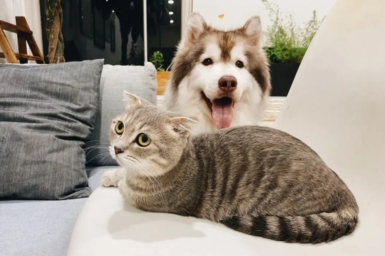 Kloning Hewan Peliharaan: Kesenangan Selebriti, Risiko Nyata bagi Hewan