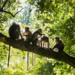 Kera Ekor Panjang Resahkan Warga Lereng Merapi, BPBD Sleman Pasang Jebakan