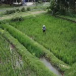 Kalimantan Timur Targetkan 12.000 Hektare Sawah Baru 2026, Optimalkan Lahan Tidur