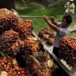 Riau Pimpin Produksi Sawit Nasional, Ini Daftar 10 Provinsi Terbesar