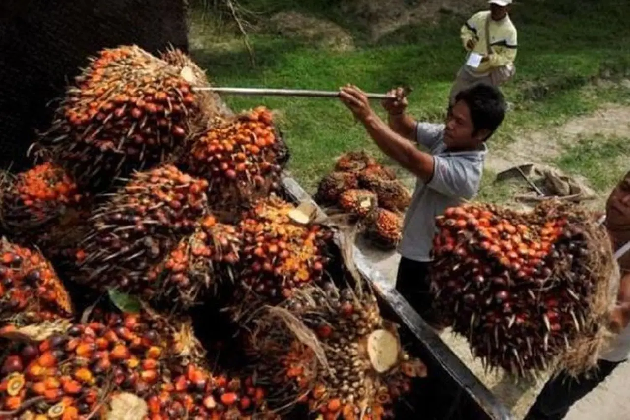 Riau Pimpin Produksi Sawit Nasional, Ini Daftar 10 Provinsi Terbesar