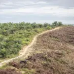 Sama-sama Pohon, Mengapa Kelapa Sawit Tak Selalu Menguntungkan?