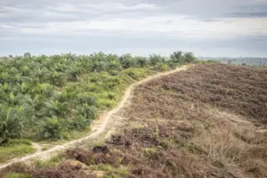 Sama-sama Pohon, Mengapa Kelapa Sawit Tak Selalu Menguntungkan?