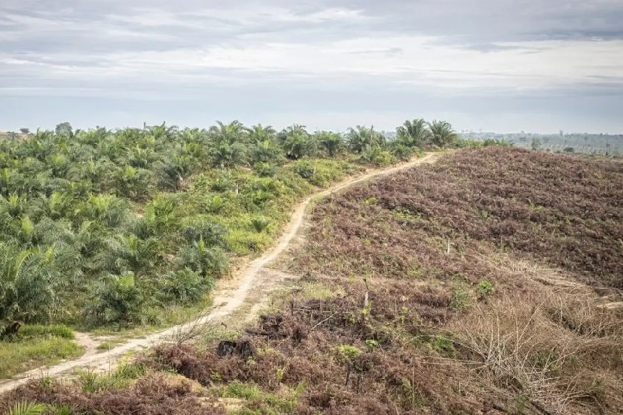 Sama-sama Pohon, Mengapa Kelapa Sawit Tak Selalu Menguntungkan?