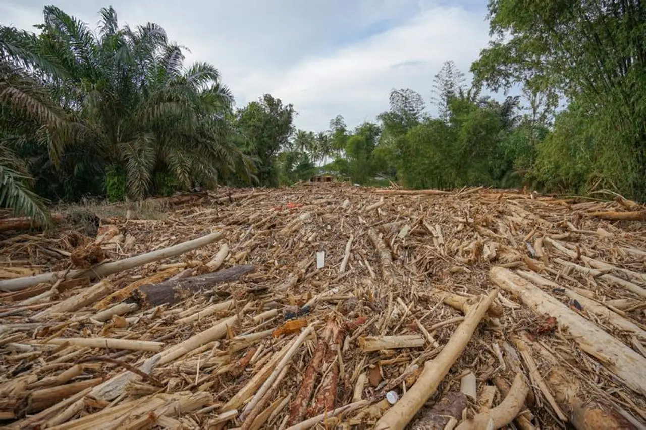 Menteri LHK Ungkap Asal Gelondongan Kayu di Banjir Sumatera: Campuran Alami dan Non-Alami Menteri LHK Ungkap Asal Gelondongan Kayu di Banjir Sumatera: Campuran Alami dan Non-Alami