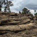 45 Desa Tapanuli Terisolasi Pascabanjir dan Longsor, Bantuan Dikirim Lewat Udara dan Darat