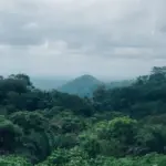 Alih Fungsi Hutan Kalteng Mengkhawatirkan, Bencana Ekologis Mengintai