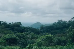 Alih Fungsi Hutan Kalteng Mengkhawatirkan, Bencana Ekologis Mengintai
