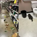 Rakun Mabuk Berat Setelah Bobol Toko Minuman Keras di Virginia