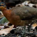 Burung Jinak Baru di Amazon, Sifatnya Mirip Dodo yang Punah
