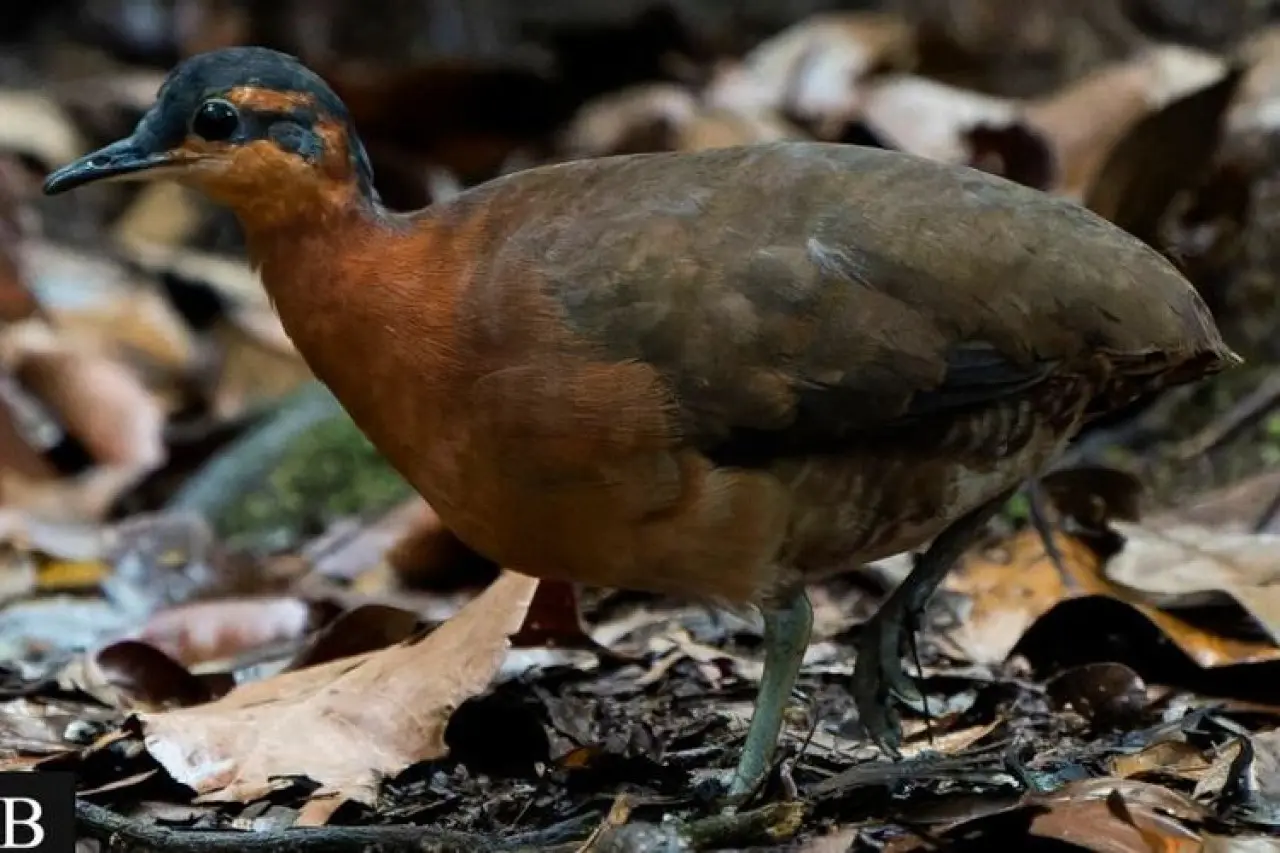 Burung Jinak Baru di Amazon, Sifatnya Mirip Dodo yang Punah
