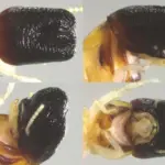 Rayap “Moby Dick” Muncul, Kepala Unik Mirip Paus Sperma di Kanopi Hutan