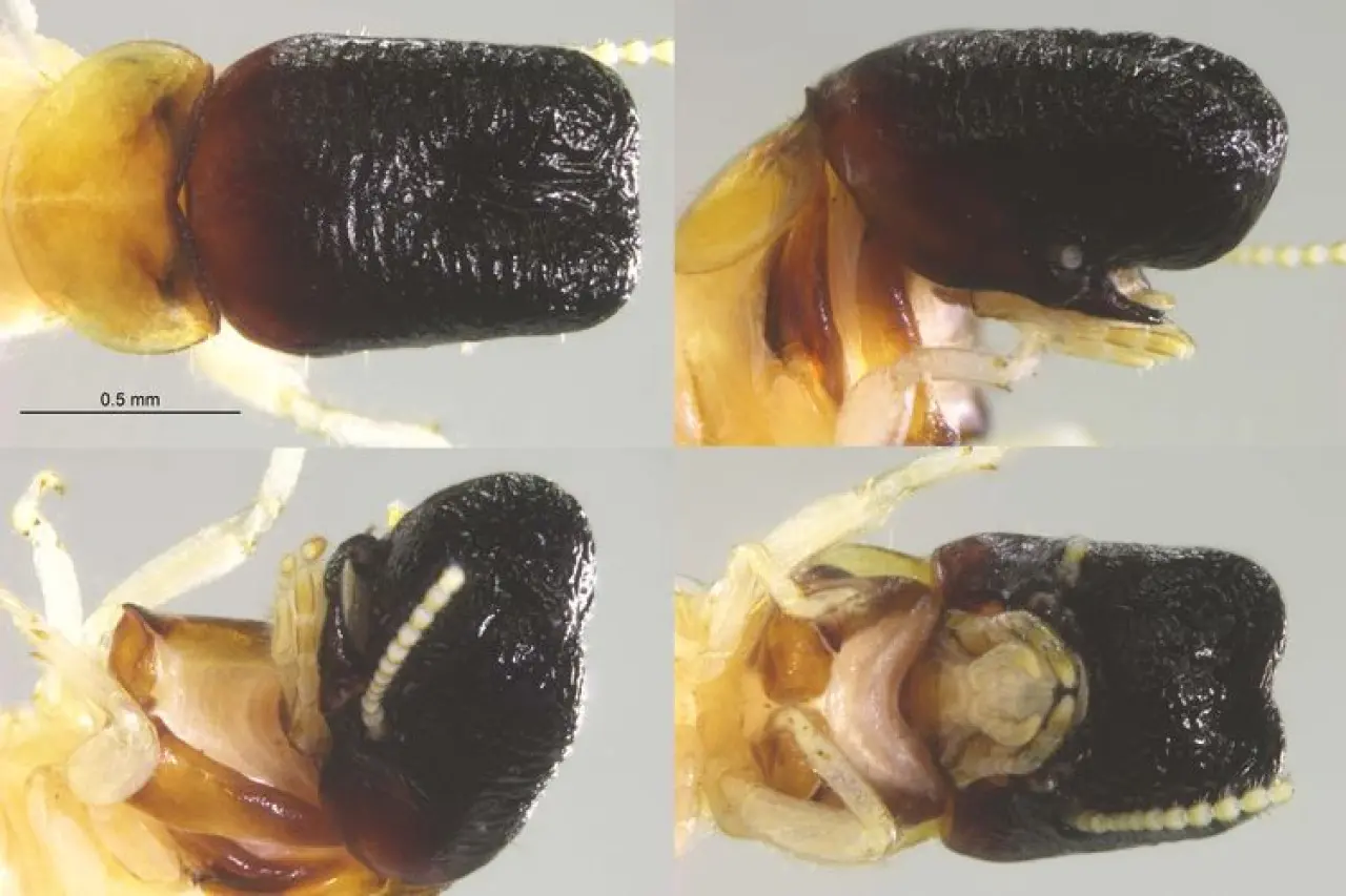Rayap “Moby Dick” Muncul, Kepala Unik Mirip Paus Sperma di Kanopi Hutan