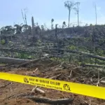Kemenhut Bekukan Izin Dua Perusahaan Imbas Perambahan Hutan Gajah Sumatera
