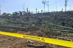 Kemenhut Bekukan Izin Dua Perusahaan Imbas Perambahan Hutan Gajah Sumatera