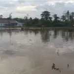 Penebangan Liar Diduga Jadi Penyebab Utama Banjir Bandang di Halmahera Selatan