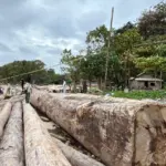 Polda Lampung Hentikan Pembalakan Liar di Pesisir Barat, Tiga Orang Diamankan