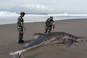 Hiu Paus 1,3 Ton Terdampar Dua Kali di Purworejo, Ini Penyebabnya