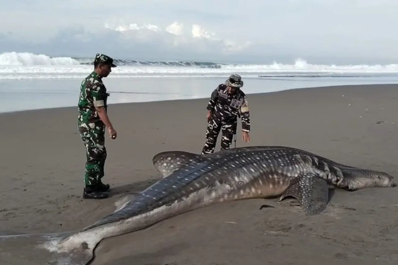 Hiu Paus 1,3 Ton Terdampar Dua Kali di Purworejo, Ini Penyebabnya