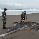 Hiu Tutul Raksasa Mati Terdampar di Purworejo, Diduga Sama dengan yang Diselamatkan