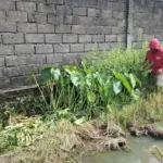 Petani Madiun Keluhkan Limbah Minyak dari SPPG Cemari Sawah, Gatal-gatal Melanda