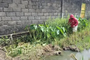 Petani Madiun Keluhkan Limbah Minyak dari SPPG Cemari Sawah, Gatal-gatal Melanda