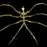 Studi Laut Dalam: Tambang Mineral Picu Penurunan Keanekaragaman Spesies Hingga Sepertiga