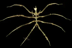 Studi Laut Dalam: Tambang Mineral Picu Penurunan Keanekaragaman Spesies Hingga Sepertiga