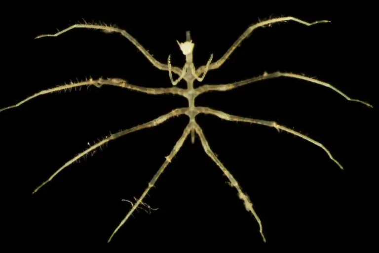 Studi Laut Dalam: Tambang Mineral Picu Penurunan Keanekaragaman Spesies Hingga Sepertiga