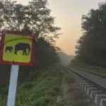7 Gajah Liar Tewas, 5 Gerbong Kereta Anjlok Usai Tabrak Kawanan di India