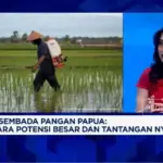Analis CNBC Indonesia Soroti Tantangan Swasembada Pangan Papua: Kultur dan Teknologi Kunci