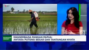 Analis CNBC Indonesia Soroti Tantangan Swasembada Pangan Papua: Kultur dan Teknologi Kunci