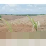 Bank Tanah Pastikan Pengembangan Wilayah Penunjang IKN Selaras dengan RTRW Penajam Paser Utara