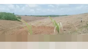 Bank Tanah Pastikan Pengembangan Wilayah Penunjang IKN Selaras dengan RTRW Penajam Paser Utara