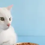 Barantin Peringatkan Pemilik Hewan Peliharaan Wajib Lapor Karantina saat Lintas Pulau Nataru 2026