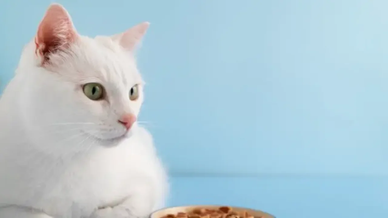 Barantin Peringatkan Pemilik Hewan Peliharaan Wajib Lapor Karantina saat Lintas Pulau Nataru 2026