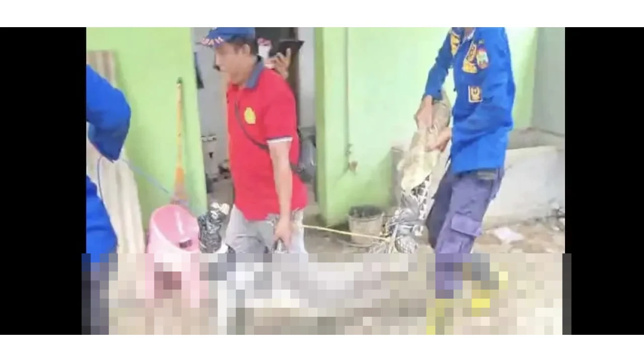 Buaya Peliharaan 28 Tahun di Natar Dievakuasi Damkarmat Lampung Selatan, Khawatir Membahayakan